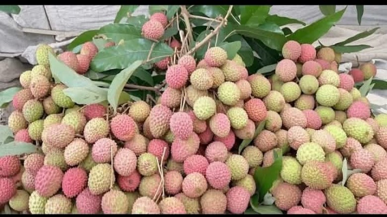 বুড়িচংয়ের হাট-বাজারে চড়া দামে বিক্রি হচ্ছে টক লিচু