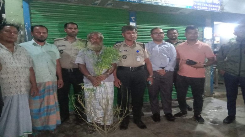 সবজিক্ষেতে গাঁজা চাষ: বুড়িচংয়ে চাষী আটক...