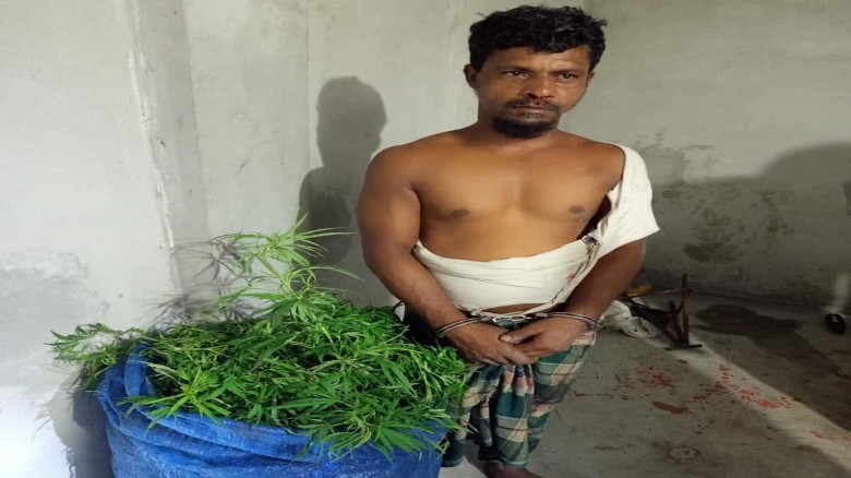 কুমিল্লায় গাঁজা গাছসহ চাষী আটক...