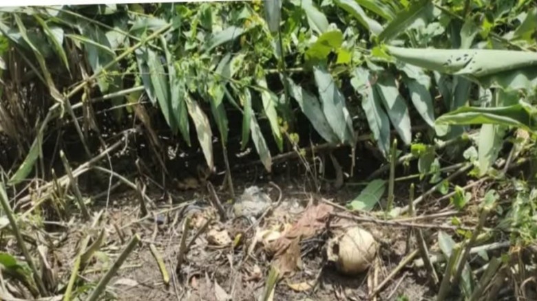 কুমিল্লায় অপহরণের পর অটোরিকশাচালক খুন...
