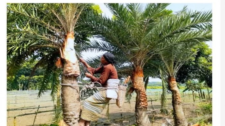 শীত আসছে, রস আহরণের প্রস্তুতিতে ব্যস্ত বুড়িচংয়ের গ...