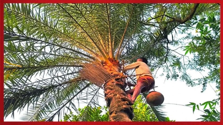 বুড়িচংয়ে খেজুরের রস সংগ্রহে ব্যস্ত গাছিরা...