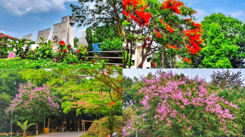 ফুলের নান্দনিক সৌন্দর্যে মাতোয়ারা কুবি ক্যাম্পাস