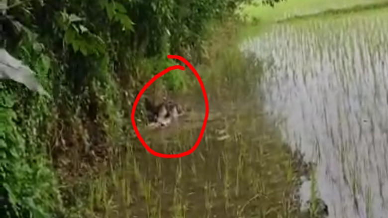 বরুড়ায় ফসলি জমিতে পুঁতে রাখা অ'জ্ঞা'ত ব্যক্তির লা'শ উদ্ধার